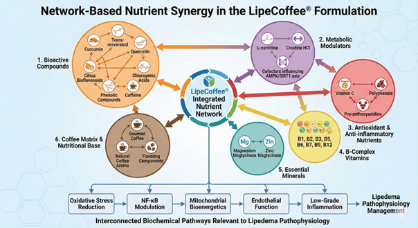 Cafe funcional para lipedema: diagrama da rede de nutrientes do LipeCoffee mostrando como compostos bioativos, moduladores metabolicos, antioxidantes, vitaminas B, minerais essenciais e matriz de cafe trabalham em sinergia para reduzir inflamacao, modular NF-kB, apoiar funcao mitocondrial e endotelial no lipedema.
